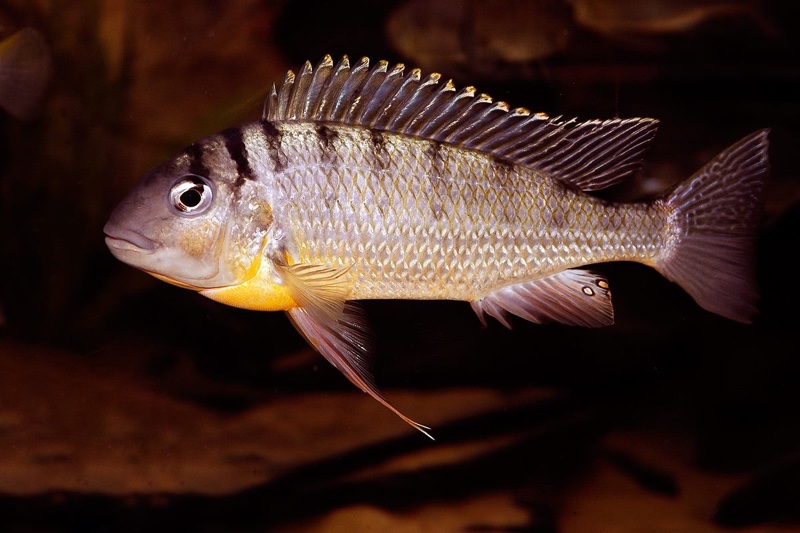 Limnotilapia dardennii